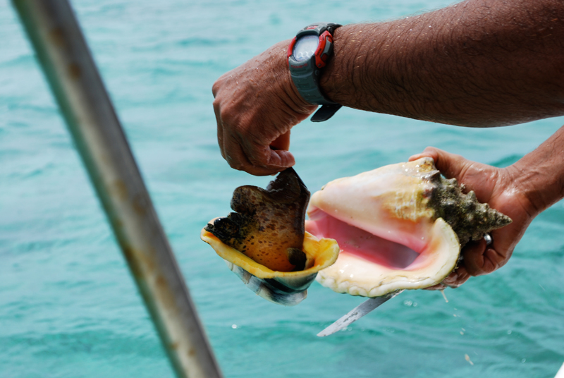 Fresh Conch