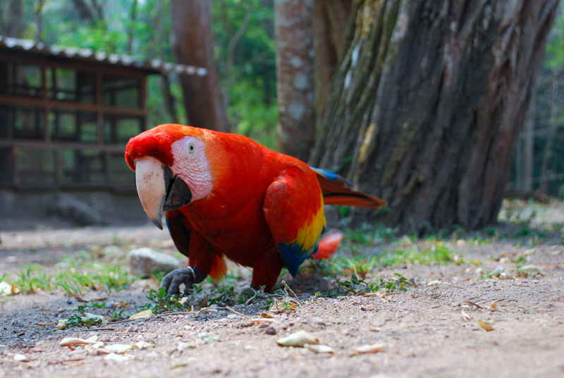 Macaw