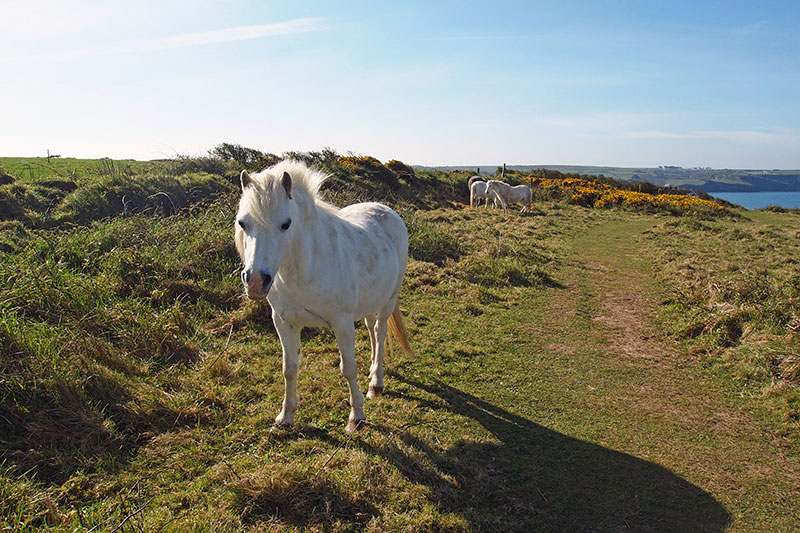 Pembrokeshire Path Horses