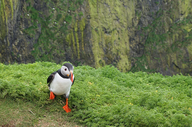 Skomer puffin