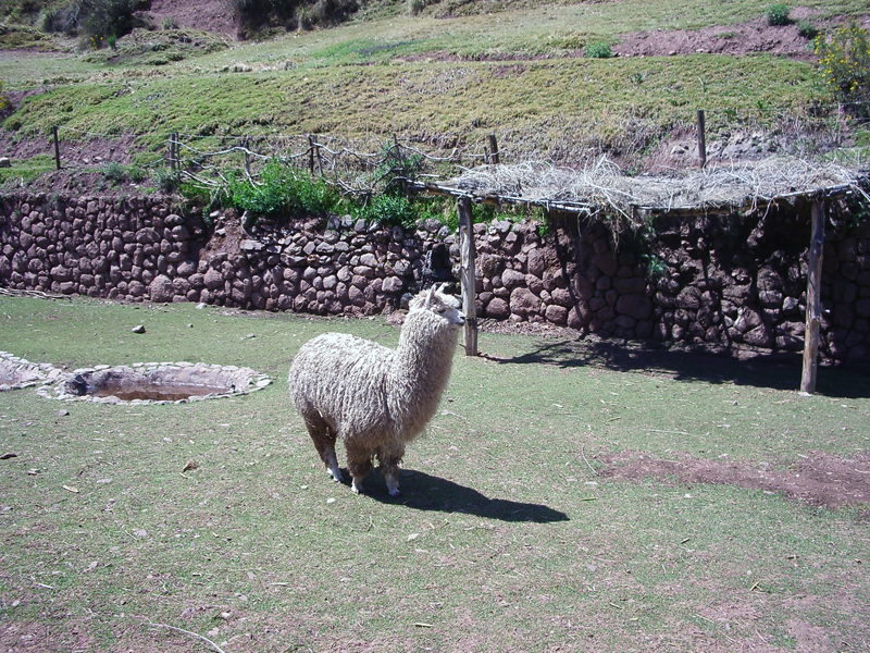 Lama